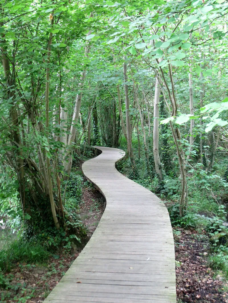 Het vlonderpad door het bos bij het Zoet Water